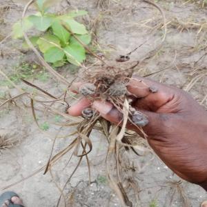  Recherche De Client Pour Mes Souchet Bio - produits sucrés salut je dispose d'une quantité importante des souchets bio  . les souchets sont produits en afrique précisément au bénin . les souchets du burkina sont connus pour leur particularité(gros grains,  très sucré). ils peuvent etre croqués naturelle