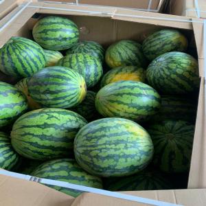 Fruits et légumes du Sénégal  - fruits et légumes nous recherchons des clients pour l'achat de pastèque et melons du sénégal-- merci de nous contacter directement.