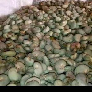  Produits Tropicaux Soja Et Noix D'acajou - fruits secs et graines grillées nous recherchons des partenaires indien ,  libanais et autres pour les achats de produits tropicaux soja et noix d'acajou.----la descente des partenaires sur le terrain serait un atout majeur !