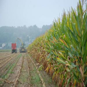  Ensilage Mais Grand Quantité - céréales ensilage maïs bonne qualité pour aliment animaux --merci de me laisser un message ou bien de me contacter pour plus de details----cordialement 