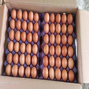  Oeufs Frais - viandes et oeufs  nous avons des oeufs en carton de 360 oeufs plateau de 30 oeufs brun ou blanc 840 cartons par camion origine pologne contactez nous pour plus de renseignements.