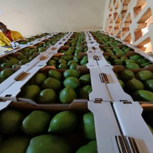  Mangue Amélie Et Kent Disponible - fruits et légumes  a tous nous poss&eacute;dons actuellement des mangues am&eacute;lie et kent au burkina faso nous pouvons vous livrer 30 50tonnes par semaine 