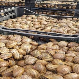  Helix Aspersa Maxima - animaux vivants helix aspersa maxima snails for sale. legal large ecological farm. i have all the required documents