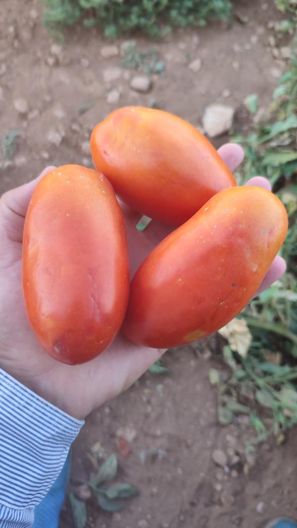  Tomate Séchée Tunis - fruits et légumes  nous sommes une soci&eacute;t&eacute; tunisienne sp&eacute;cialis&eacute;e en valorisation des produits alimentaires comme tomate s&eacute;ch&eacute;e et nous cherchons des clients pour vente les produits. veuillez nous contacter pour toute information. cordialement. () annonceur de