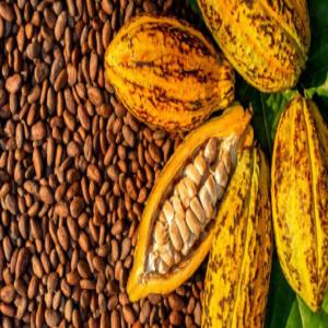  Riz Cacao-café Huile De Palme L anacarde - café cacao thé bkf n&eacute;goce est une entreprise ivoirienne s&eacute;rieux honnete et professionnel sp&eacute;cialis&eacute; dans le commerce international. nous recherchons des partenaires des grossistes des acheteurs et des fournisseurs dans les domaines de l agroalimentaire comme le vins la boisson
