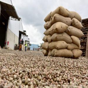  Riz Cacao-café Huile De Palme L anacarde - café cacao thé bkf n&eacute;goce est une entreprise ivoirienne s&eacute;rieux honnete et professionnel sp&eacute;cialis&eacute; dans le commerce international. nous recherchons des partenaires des grossistes des acheteurs et des fournisseurs dans les domaines de l agroalimentaire comme le vins la boisson