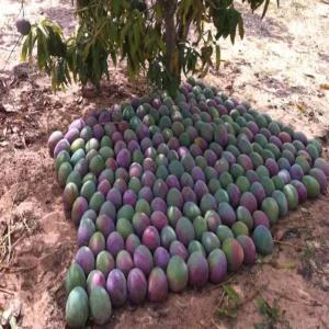  Campagne D'exportations De Mangues Au Senegal - fruits and vegetables salam everyone the mango export campaign will begin in may in senegal. our company sen import export & trading will be at the heart of the campaign with negotiables and affordables quotes. make your reservations --qoutes availables - fob , cfr , cif