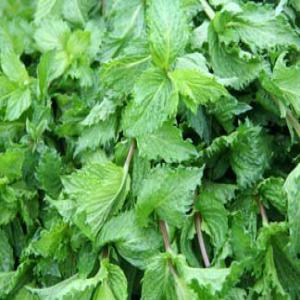  Supplier Of Spices, Aromatic Herbs And Seeds In - roasted seeds and nuts we are an egyptian company exporting spices,  aromatic herbs and seeds in large quantities with quality specifications--our products----- (marjoram. sesame seeds. lemongrass dill dried. thyme dried. parsley dried. rosemary. basil spearmint calendula ....etc )