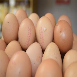  Œufs Œufs - viandes et oeufs  je propose des &oelig;ufs de poule bio sans antibiotiques en libre parcours en provenance de pologne. certyfikat je propose des &oelig;ufs de poule bio sans antibiotiques en libre parcours en provenance de pologne. certyfikat