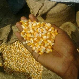  Meilleure Offre De Maïs Jaune - céréales meilleure offre de maïs jaune dans le monde entier                                      --produit - maïs jaune pour l'alimentation animale --origine - brésil/argentine --moq - 25000mt --quantité possible - 2, 400, 000mt --prix - 295$/mt cif--conditions de paiement - 100% lc/sblc payable 