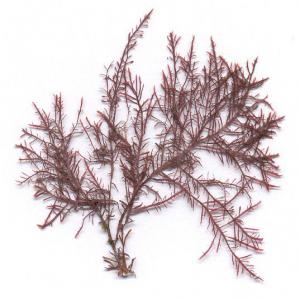  Gelidium - vegetable matter we have a quantity  of seaweed '' gelidium '' of the best quality of moroccan origin for sale,  for more information do not hesitate to contact us.--(maroc)