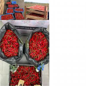  On Fournit Du Piment De Cayenne Ou Chili Pepper - fruits et légumes nous proposons du piment de cayenne et du chili pepper bio frais ou séché d'une qualité exceptionnelle.----nous sommes fiers de fournir directement notre produit depuis notre ferme partenaire vérifiée et respectueuse de l'environnement. nous sommes en mesure de fou