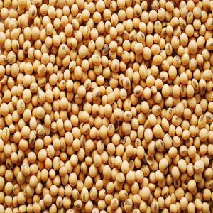 Achats De Soja Ouagadougou - céréales entreprise de n&eacute;goces sp&eacute;cialis&eacute;e dans les c&eacute;r&eacute;ales ach&egrave;te du soja &agrave; ouagadougou interress&eacute; contactez nous pour plus d'informations. nous achetons plus de 1000