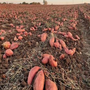  Patate Douce Origine Maroc - fruits et légumes vente patate douce chair orange origine maroc (culture biologique). possibilité de produire toute l'année.--