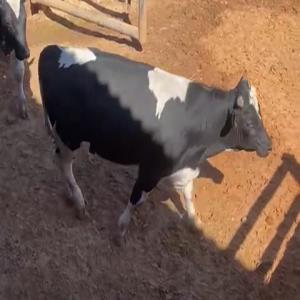  Veaux D'abattage Holstein Friesian - animaux vivants nous cherchons des veaux d'abattage de race holstein ---- poids 400-450 kg --- quantité - 1000 tetes --- destination libye --- paiement - lc --- offre fob port de départ où cfr port de destination. 