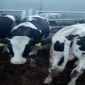  Holstein Slaughter Calves - live animals we are looking for holstein slaughter calves--- - weight 400-450 kg-- - quantity- 1000 heads-- - destination libya-- - payment- lc-- - offer fob port of departure or cfr port of destination.