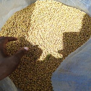  Graine De Soja, Huile De Soja Disponibles - fruits et légumes nous disposons d'une meilleure qualit&eacute; et des quantit&eacute;s suffisantes de graines de soja. --huile de soja disponible en quantit&eacute; suffisante.--tourteaux de soja disponible en quantit&eacute; suffisante --nous exportons aussi les graines de soja et huile de soja.--les prix varient e