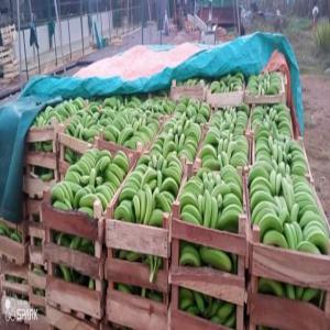  Vente De Banane Douce - fruits et légumes je dispose de tr&egrave;s grande quantit&eacute; de banane douce bio en provenance de la c&ocirc;te d ivoire . nos bananes peuvent se rendre aux quatre coins du monde . cordialement 
