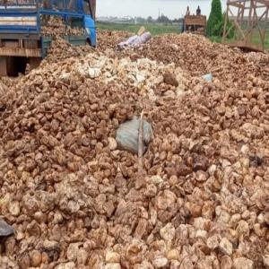  Fournisseur D'hévéa Du Cameroun - matiere vegetale nous disposons de la part de notre partenaire une grande quantité d'hévéa et d'un très grand réseau de planteurs a proximité des ports du cameroun.----nous vous proposons ainsi du caoutchouc (fond de tasse) donc nous avons la capacité de livrer 20.000
