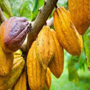  Les Produits Tropicaux - café cacao thé nous sommes un group en afrique bas&eacute; entre le b&eacute;nin le burkina faso le ghana et le togo sp&eacute;cialis&eacute; dans les produits tropicaux tel que le coton le cacao le s&eacute;same le soja le beurre de carit&eacute; les graines de carit&eacute; les nois de cajou d&eacute;cortiquer