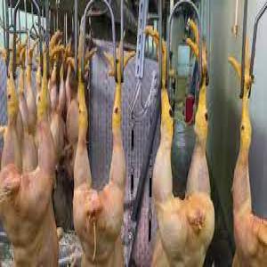  Abattoir Et Matérielles Viandes De Poules - matériels machines je met en vente terrain abattoir et mat&eacute;rielles de poules y compris tts ses &eacute;quipements . plus d infos contacter moi .