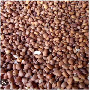  Produit Agricole, Niébé - fruits secs et graines grillées je suis revendeur et cherche des quantit&eacute;s importantes de ni&eacute;b&eacute;,  poisson sec &agrave; un prix concurrentiel je suis au s&eacute;n&eacute;gal de meme si j'ai un partenaire pour &ccedil;a je suis partant