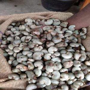  Cajoux Disponible En Grande Quantité En Côte D'iv - café cacao thé cajoux disponible en grande quantité en côte d'ivoire. prix négociable.--nous sommes à votre disposition pour vous servir. 