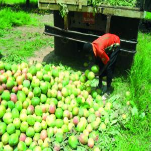  Mangue Kent - fruits et légumes  &agrave; tous nous sommes une structure pr&eacute;sente au s&eacute;n&eacute;gal au mali au maroc et en france ; nous cherchons des clients pour notre stocks de mangues amelie et kent conditionn&eacute; suivant les normes de premier choix avec des calibres divers(6 12). nous proposons 