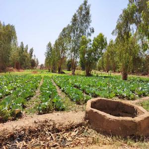  Fraise Et Betterave En Stock - fruits et légumes nous sommes une entreprise locale de production naturelle de fruits et l&eacute;gumes de saison. notamment des fruits tel que la fraise,  les mangues,  les tangelo,  les maad etc et des l&eacute;gumes comme le choux,  la salade,  la betterave,  le navet,  le poireau etc. pour tout besoins de fruits et l&ea