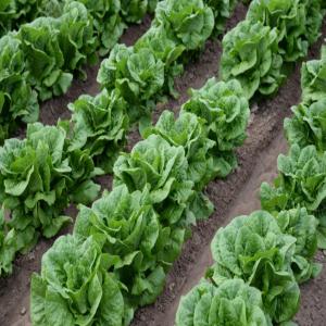  Entrepôt De Stockage - fruits et légumes dans le cadre d'optimiser nos r&eacute;coltes et nos productions,  nous avons besoin d'un partenaire financier afin de pouvoir construire un entrep&ocirc;t de stockage et vente en gros. afin de pouvoir conserv&eacute; et &eacute;viter le gaspillage alimentaire,  raya market se veut doter d'un moyen pl