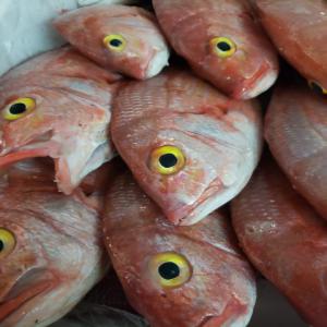  Je Cherche Acheteur De Poisson - poissons bonjour je suis a recherche d'acheteurs de poisson frais.--j'amène mes poissons de senegal direct par avion --