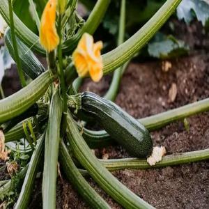  Courgette Livraison Sur Abidjan - fruits et légumes  nous disposons de plus d'un hectare courgette qui entrera en production mi avril 2023. nous sommes disponibles pour toutes vos pre commandes. bien cordialement 