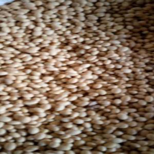  Recherche Acheteur De Soja Blanc - fruits secs et graines grillées bonjour,  je suis un agronome ivoirien. j'ai fait durant cette campagne des achats de soja pour le compte d'une entreprise. j'ai présentement une proposition de plus de 1000 tonnes de soja disponible en ci et au burkina faso. besoin urgent d'intéressés transformateurs et ou expor