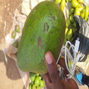 Avocat Naturel Africain - fruits et légumes bonjour,  nous disposons d'une grande quantit&eacute; d'avocat,  nous sommes situ&eacute;s au cameroun et vendons dans le monde entier nos produits nous disposons en ce moment plusieurs tonnes que nous mettons sur le march&eacute; &agrave; voulons des acheteurs s&eacute;rieux.merci 