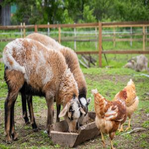  Bœuf, Volaille, Mouton - viandes et oeufs je suis un fournisseur ivoirien de viande,  je peux fournir --la volaille vivant ou découper --bœuf vivant ou découper --mouton vivant ou découper ----besoin si détail ou en gros je suis disponible --je livre ça dans les pays de l'afrique,  pour les inté