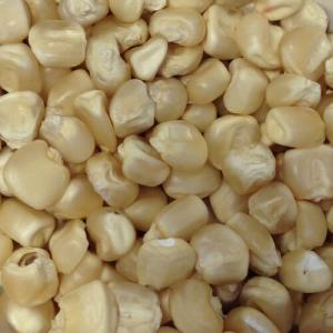  Achat Maïs Blanc Ou Jaune - céréales nous sommes une soci&eacute;t&eacute; int&eacute;ress&eacute;e par l'achat du maïs blanc ou jaune en grande quantit&eacute;. nous souhaitons des livraisons dans nos magasins &agrave; cotonou/lom&eacute; contre paiement. 