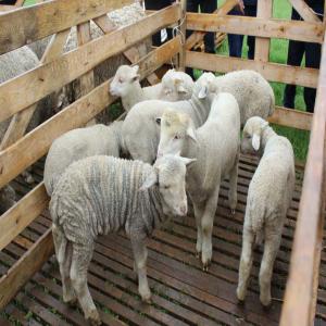  Am Looking For An Investor - animaux vivants i am looking for an investor. investments in agriculture livestock farm sheep breeding ecological food production. vladimirovskaya oblast (russia) 200 kilometers from moscow. investment term from 36 months. interest payment monthly! negotiations with an investor and conclusion of a contract onl