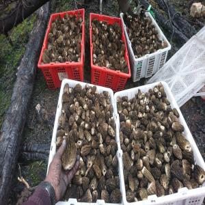  Morilles De Feu Séchées De Qualité Supérieure - champignon levure morilles de feu séchées de qualité supérieure. espèce conica (morchella conica). récoltées et séchées par mes soins dans l'ouest canadien (colombie-britannique) au cœur de zones sauvages et préservées.----vendu par co