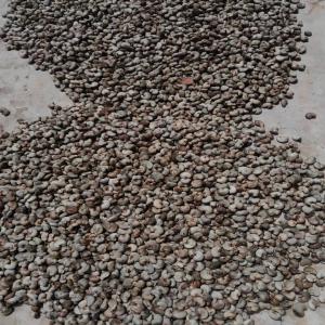  Noix Acajou Vendre En Gros - fruits secs et graines grillées une bonne qualité,  tout neuf sans mélange a visité avant tout. nous cherchons un client responsable.a lui de dire combien de tonnes il a besoin. actuellement on n'a plusieurs tonnes déjà dans des sacs bien organisés . 