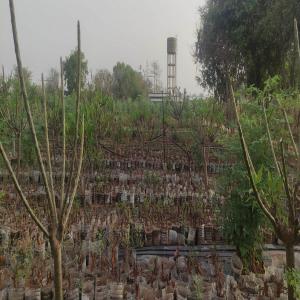  Vend Societe Horticole De Bonsai Africain Senegal - Investissement capitaux a vendre soci&eacute;t&eacute; horticole - terrain 8 hectares &agrave; c&ocirc;t&eacute; de l'a&eacute;roport aibd - b&acirc;timents - mat&eacute;riel et stock de plantes important  fort potentiel de d&eacute;veloppement commercial   unique au monde dans sa sp&eacute;cificit&eacute;--accompagnement 