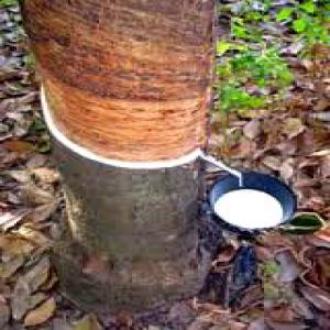  Fournisseur De Fond De Tasse D'hévéa. Latex. - autres nous sommes fournisseurs de fond de tasse d'hévéa basés dans la zone de guiglo et nous recherchons des partenaires ayant une capacité financière solide pour une collaboration fructueuse et durable.--nous avons à ce jour un capacité de livraison de plu