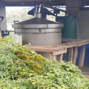  Huile Essentielle Tagète Minuta Fianarantsoa Mada - huiles  nous sommes en production des huiles essentielles de tagete actuellement &agrave; fianarantsoa madagascar. veuillez nous contacter si vous avez besoin nous pouvons exporter aussi.