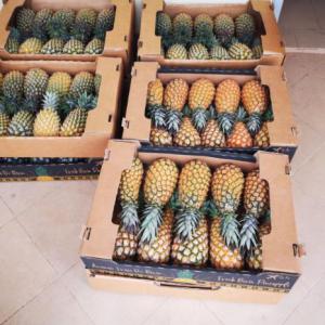  Ananas - fruits et légumes je veux des clients en afrique et en europe à qui je vais fournir d'importante quantité d'ananas provenant du bénin.