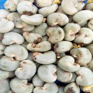  Recherche D'un Fournisseur De Noix De Cajou - céréales nous cherchons un fournisseur de noix de cajou d&eacute;j&agrave; exp&eacute;riment&eacute; dans l'exportation .--l'acheteur veut acheter 1.000  tonnes de noix de cajou en cif ( incoterms ) &agrave; 1070$ la tonne.--sp&eacute;cifications - kor 48 bals--methods de paiement - (cad) cash again document