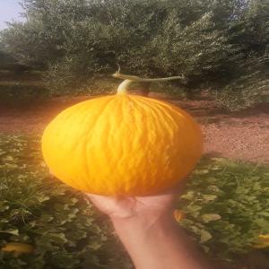  Melon Jaune - fruits et légumes nouvelle saison de pasteque et melon d origine maroc prend depart alors cherchant des bon clients importateurs sur le plan mondiale.--contacter pour plus d info--chercher nous ma stand