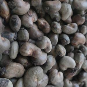  Noix De Cajou Du Benin - fruits secs et graines grillées nous sommes producteurs et exportateurs directs de noix de cajou brutes origine b&eacute;nin un. nom principal du produit noix de cajou brutes en coque (qualit&eacute; sup&eacute;rieure) origine r&eacute;publique du b&eacute;nin . b. ratio de nombre de noix par kg de 180 &agrave; 190 max