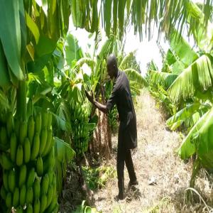  Je Recherche De Clients Pour Fournir De - fruits et légumes je suis de nationalit&eacute; b&eacute;ninoise c'est a dire de la r&eacute;publique du b&eacute;nin donc je suis une vendeur producteur agro des plantain bananes donc je suis &agrave; recherche de clients pour pouvoir fournir des plantain bananes si vous etre int&eacute;ress&eacute; dans l'inporte