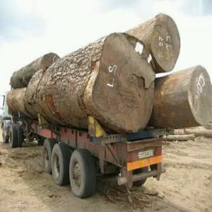  Partenariat Pour Exploitation Et Exportations Boi - bois charbon fibre salut--besoin des partenaires financiers pour exploitation et exportations des bois,  iroko,  afromosia,  bois rouge ( lifaki) dibetou,  et autres --cordialement 