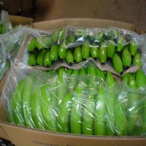  Banane Vertes - fruits et légumes couleur vert mature 40 &agrave; 46 (selon l'&acirc;ge la taille et longueur) longueur minimum 18 cm 25 cm (de la pulpe &agrave; la pointe) mains 4 5 6 mains 85% & 7 mains 15% poids net 13.100 kgs par carton poids brut 14 2 kg. par bo&icirc;te bo&icirc;te en carton solide de qualit&eacute;