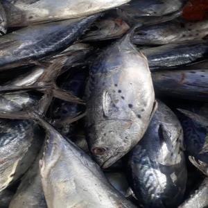  Thon Vendre, Plus De 80 Ctn - poissons s je peux vous fournis du thon ravil/albacore. nous pouvons fournis plus de 2000 tonnes par mois. nous acceptons la lc.